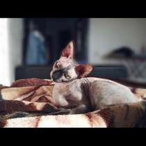 Продам кошку, в Зернограде