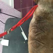 Зоосалон-Зоомагазин DOG ПОДИУМ, в Домодедове