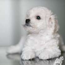 Щеночки Французского Бульдога, в Кирове