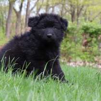 Щенок черной длинношерстной немецкой овчарки (девочка), в Краснодаре