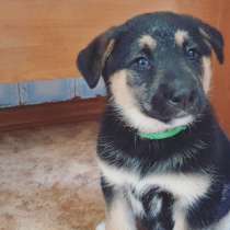 Щеночек в дар, в г.Молодечно