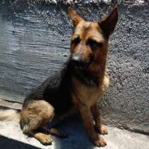 Продам овчярку немецкую 3 года имела красивых шенят, в г.Бельцы