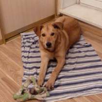 Очень дружелюбный милый пёс, в Санкт-Петербурге