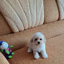 Мальтипу F - 1, в г.Kreuzfeld