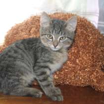 Котята в добрые руки, в Туле