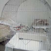 Клетка, в Ростове-на-Дону