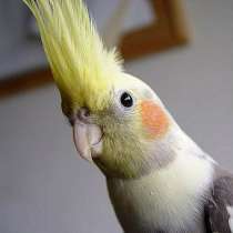 ручного попугая корелла, в Калининграде
