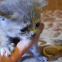 Котята от породистой кошки невской маскарадной, в Москве