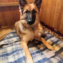 Грациозная пушистая красавица-собака, в Санкт-Петербурге