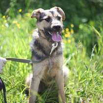 Ваш самый верный друг! Песик-подросток Брюс ищет дом, в Москве