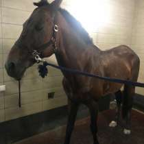 Продаётся Английский Чистокровный Жеребец, в г.Алматы