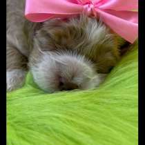 Щенки мальтипу, в г.Гомель