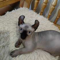 Двэльф, в Москве