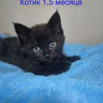 Ласковые и весёлые котята ищут дом!, в Москве