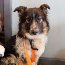 Небольшая деловая собачка, в Санкт-Петербурге