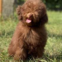 Пудель. Chocolate. Black, в г.Oersberg