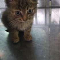 Двое котят по 1,5 месяца нуждаются в добрых заботливых руках, в Саранске