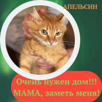 Два молодых котика ищут дом!, в Москве