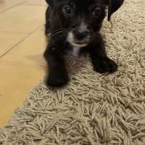Chihuahua, female, 3 month, в г.Лимасол