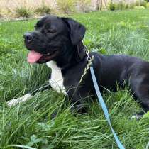 Dám pejska do pečujících rukou. Подарю собаку в хорошие руки, в г.Ческе-Будеёвице