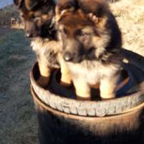 Щенки немецкой овчарки, в г.Капшагай