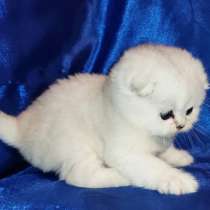 Шотландские котята, в г.Берлин