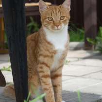 Котик Рыжик в добрые руки, в Москве