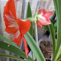 Продам комнатное растение Амариллис, в г.Уральск