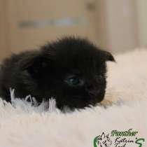 МейнКун Черная Пантера, в Казани