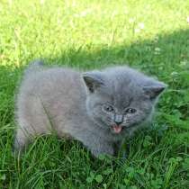 Котята британские, в г.Даугавпилс