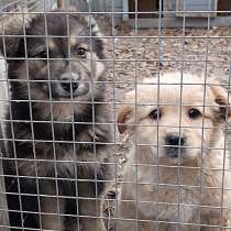 Чудесные маленькие щенки-девочки в добрые руки, в Москве