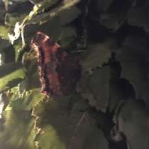 Веники для бани, в Санкт-Петербурге