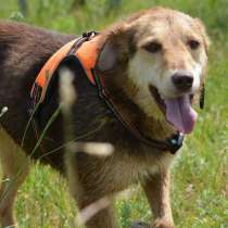 Собаки в дар, в г.Минск