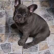 Французский бульдог, в г.Wittenau