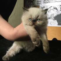 Экзотическая кошка (экзот-экстримал). Редкий окрас, в г.Тирасполь