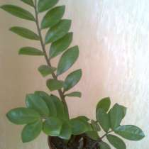 Замиокулькас, в Волгограде