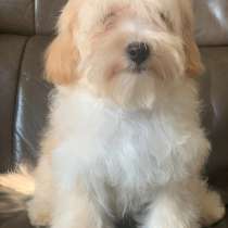 Мальтипу F - 1, в г.Кассель