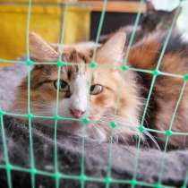 Застенчивая Косоглазка в дар добрым людям, в Москве