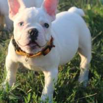 Французский бульдог. Blue eyes, в г.Берлин