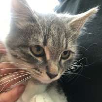 Котенок-девочка в дар, в Сергиевом Посаде