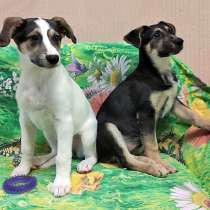 Белка и Стрелка, очаровательные домашние щеночки в дар, в Москве