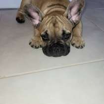 Французские Бульдоги щенки, в Владимире
