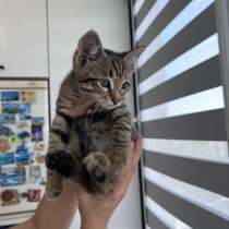 Котик, в Чебоксарах