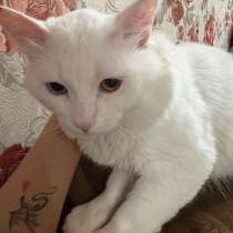 отдам кота, в Норильске