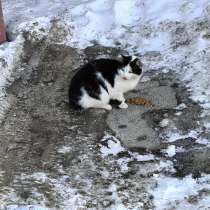 Кошка в добрые руки, в Уфе