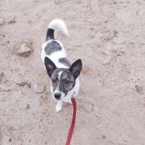 Маленькая игривая и ласковая собачка, в Санкт-Петербурге