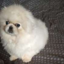 Пекинес, в г.Бремен