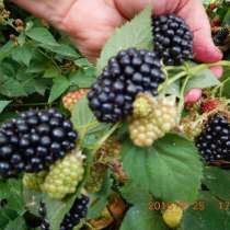 Ежевика крупноплодная без колючек, в Севастополе