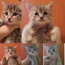 Отдам даром котят, в Альметьевске