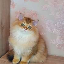 Kitten is looking for a new family, в г.New York Mills